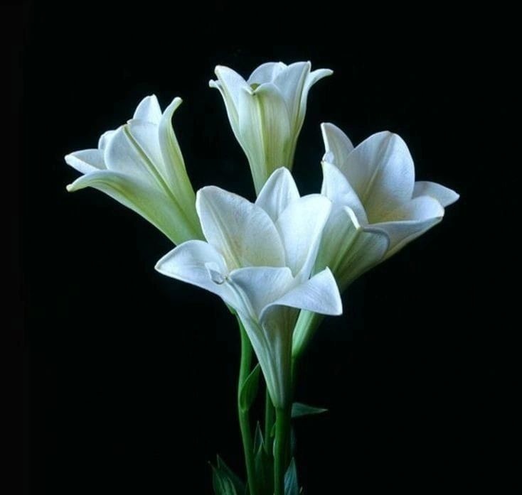 How Professional Challenges Shape Our Growth