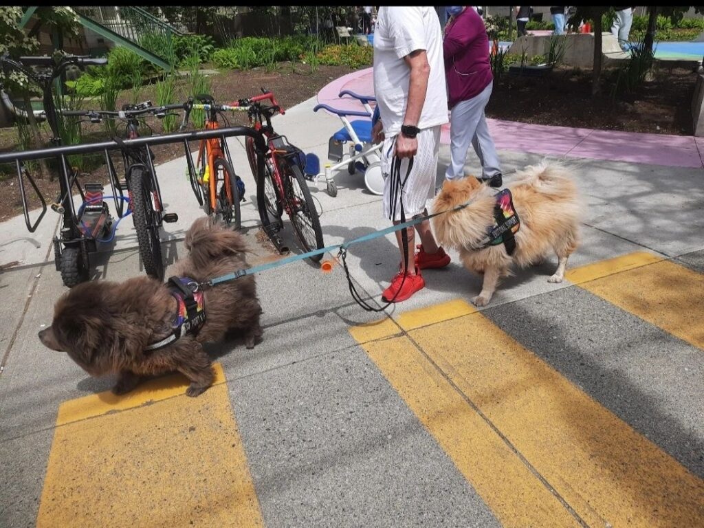 Therapy dogs at St. Paul’s Hospital: A new approach to healing.
